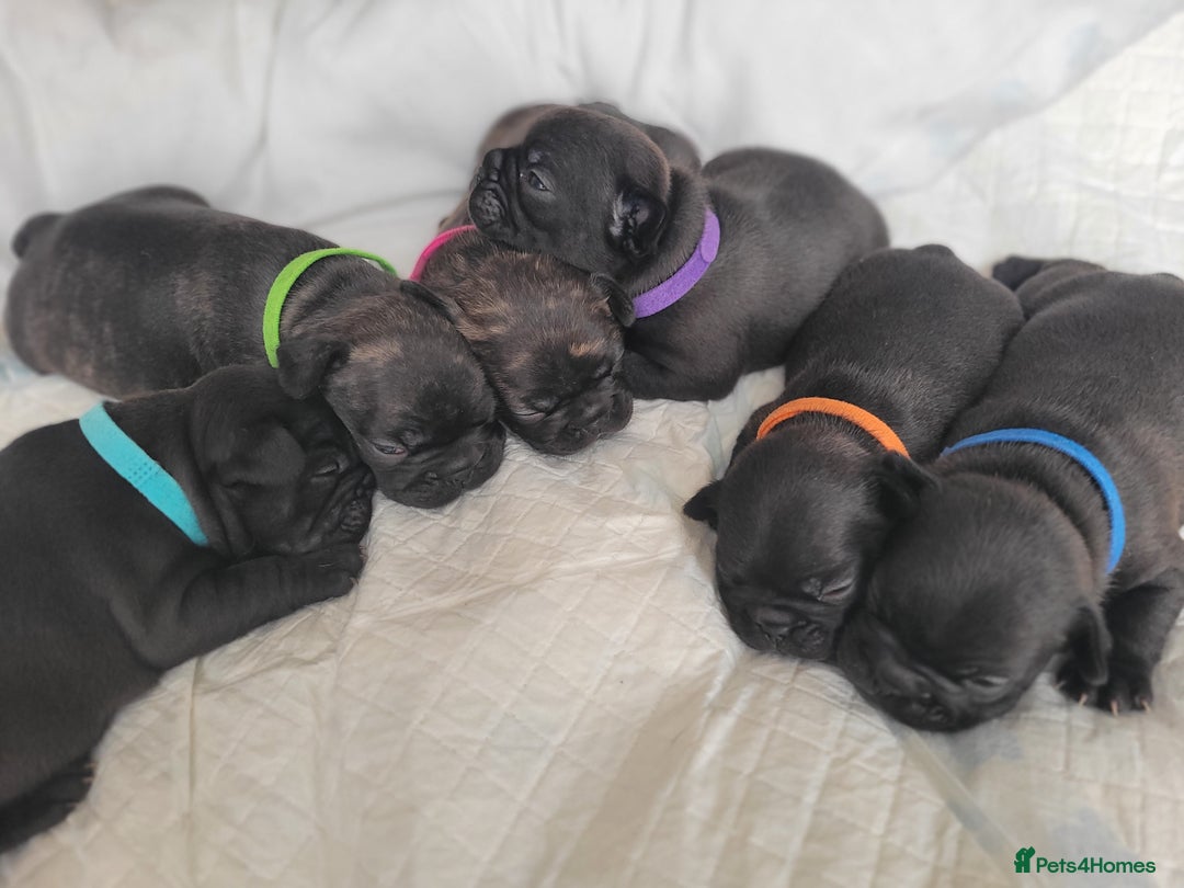 French Bulldog dogs for sale: 2 Girls and 4 Boys - Image 8