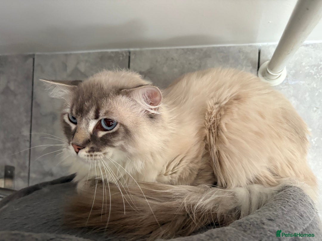 Ragdoll cats for sale: Rehoming this handsome Ragdoll male cross tabby - Image 5