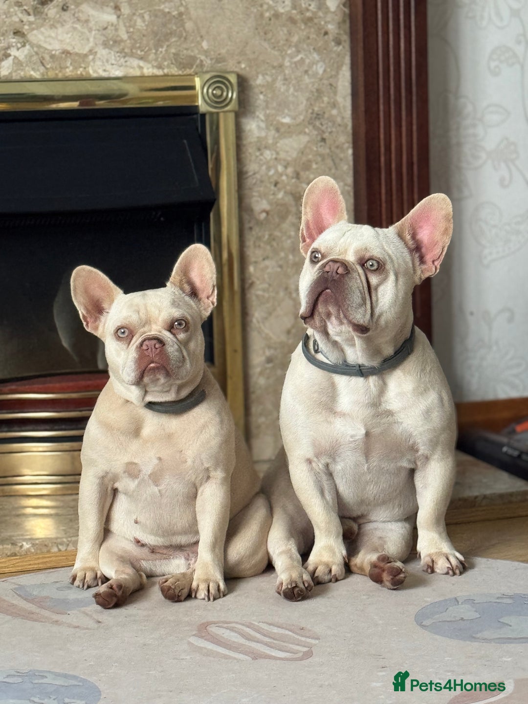 French Bulldog dogs for sale: 2 French Bulldogs for Sale - Advert 2