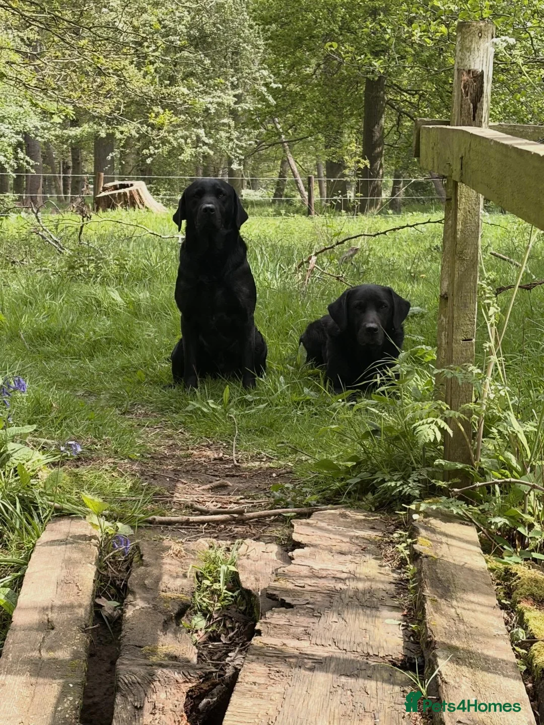 Labrador Retriever dogs for stud: KC Danny Longman - Fully Health Tested - Advert 3
