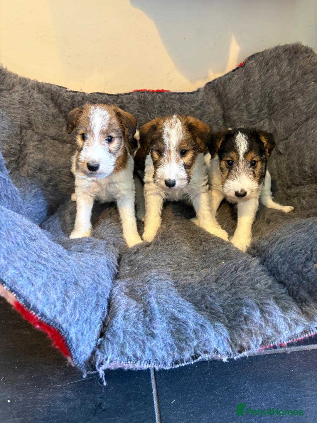 Fox Terrier dogs for sale: ⭐️ Licensed Breeder ⭐️ Wire Fox Terrier Pups - Advert 2