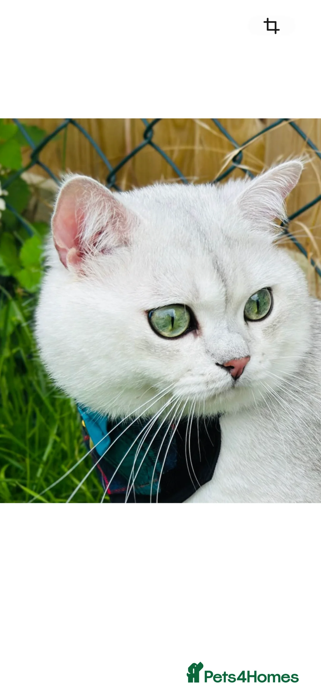 British Shorthair cats for sale: GCCF recommended breeder kittens BSH  - Advert 10