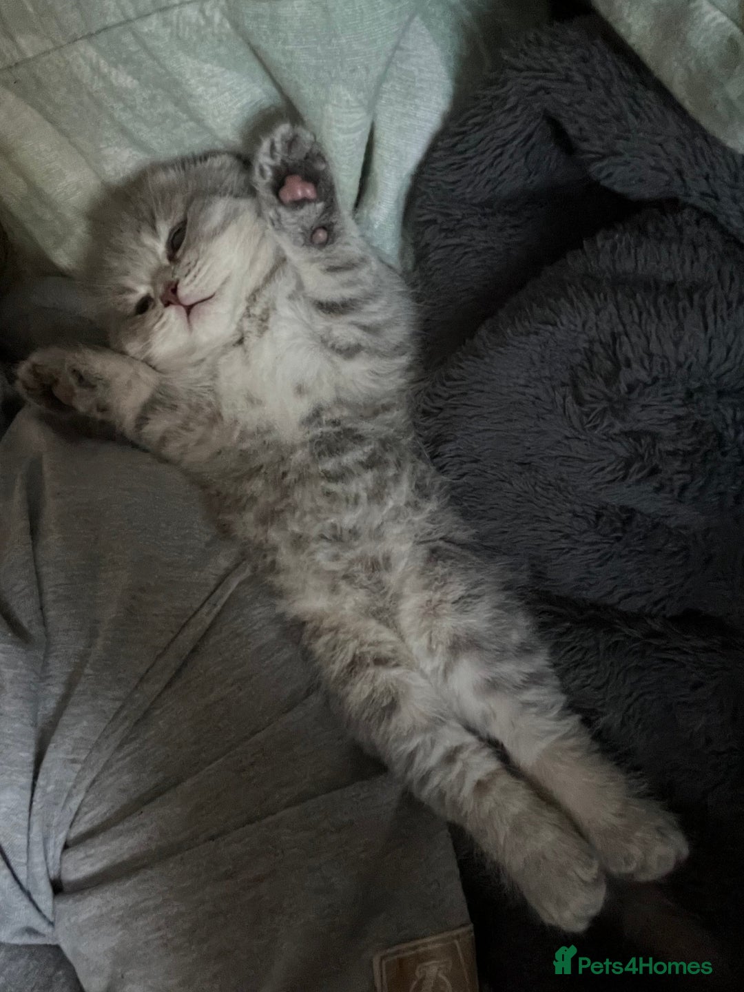 Scottish Fold cats for sale: Scottish Fold male kitten  - Advert 7