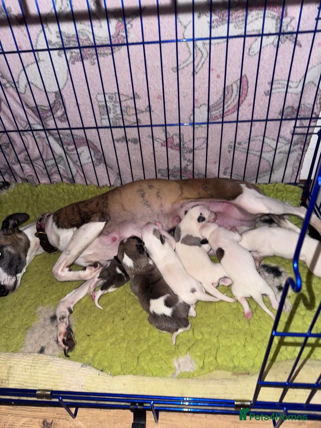 Whippet dogs for sale: Whippet pups  - Advert 3