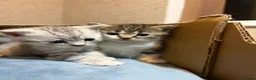 Mixed Breed cats for sale: Beautiful Scottish Fold Mix Kittens For Sale in Redditch - Advert 10