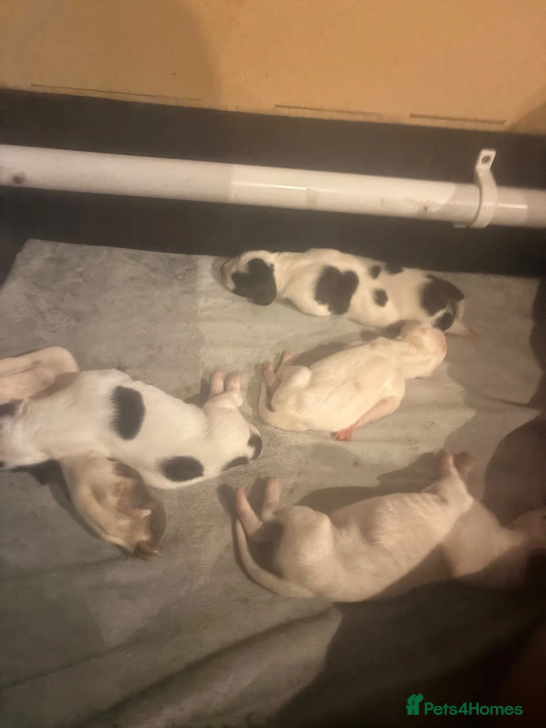 Pointer dogs for sale: Gorgeous English Pointer Puppies - Advert 9