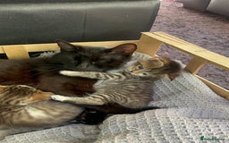British Shorthair cats for sale: Kittens looking for loving homes - Image 6