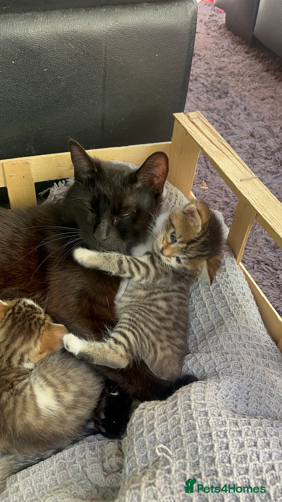 British Shorthair cats for sale: Kittens looking for loving homes - Image 6