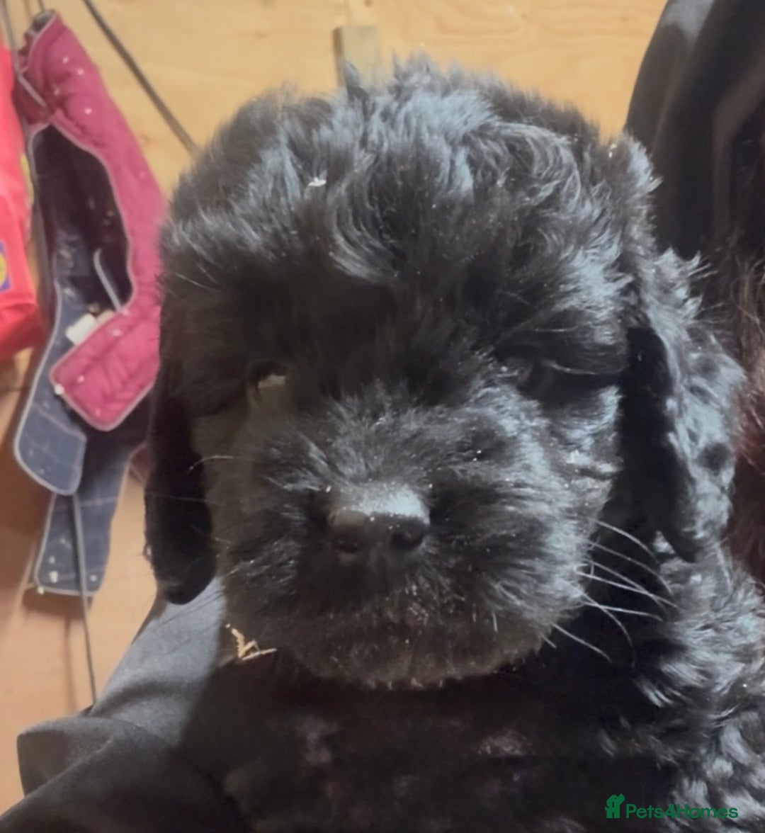 Cockapoo dogs for sale: Cockapoo puppies  - Advert 8