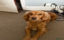 Cocker Spaniel dogs for sale: KC health tested cocker spaniel puppies  - Image 8
