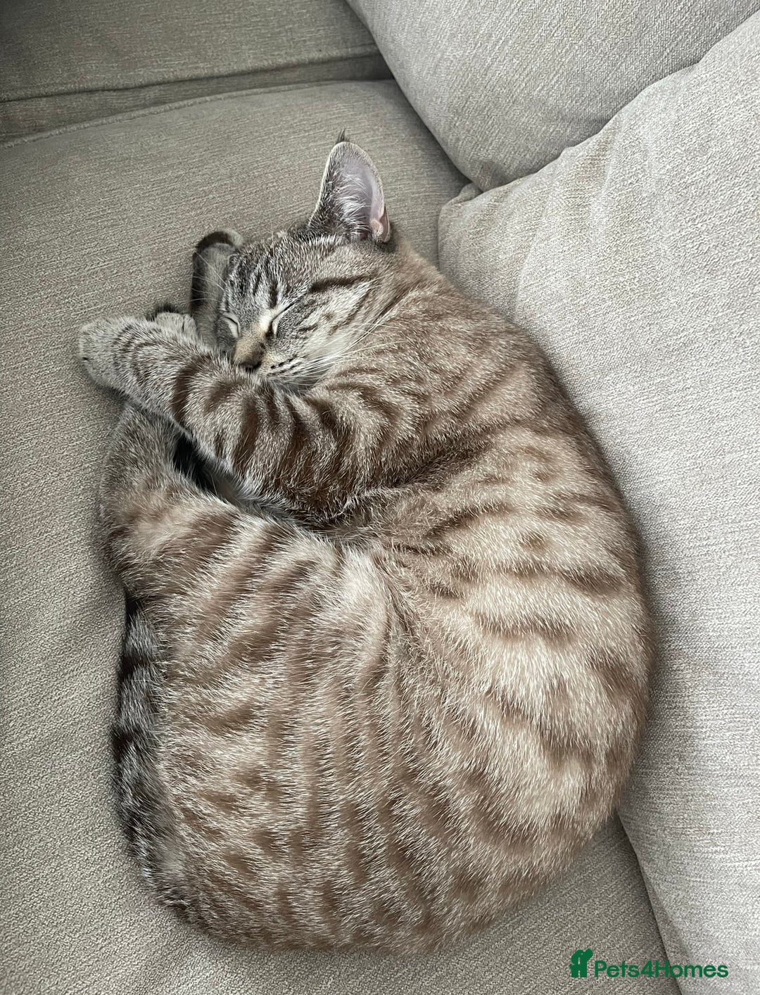 Mixed Breed cats for sale: Female cat - unsure of breed  - Advert 2