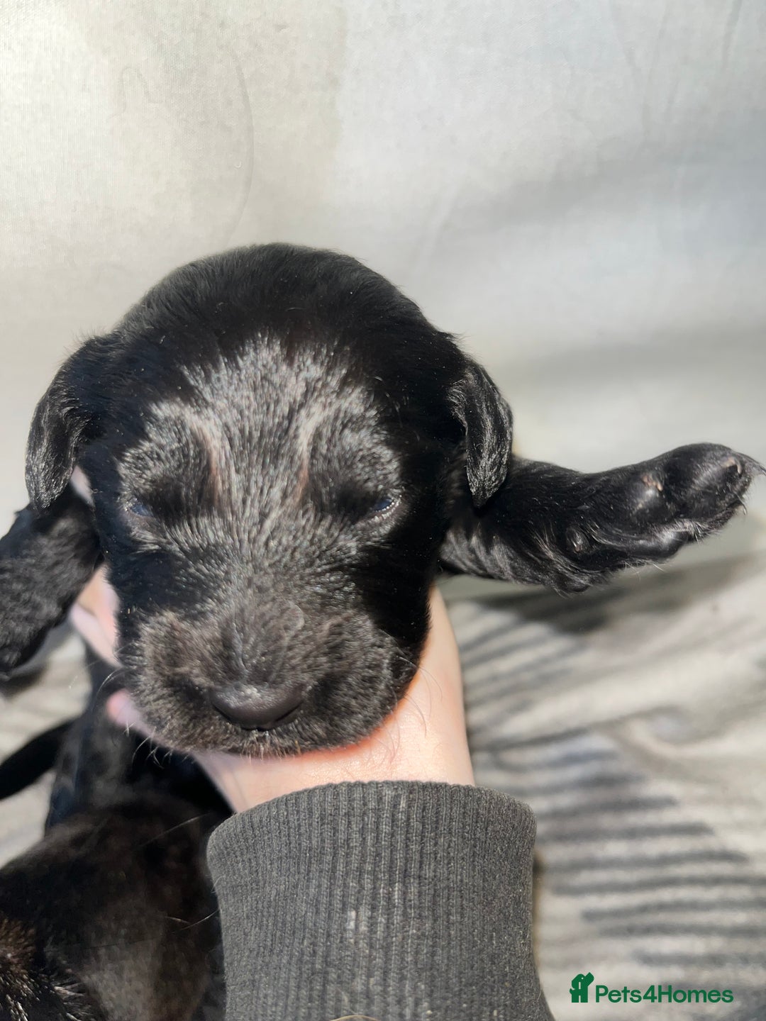Cockapoo dogs for sale: 💫✨🐶🐾Gorgeous F1B Cockapoos🐾🐶✨💫 - Image 8