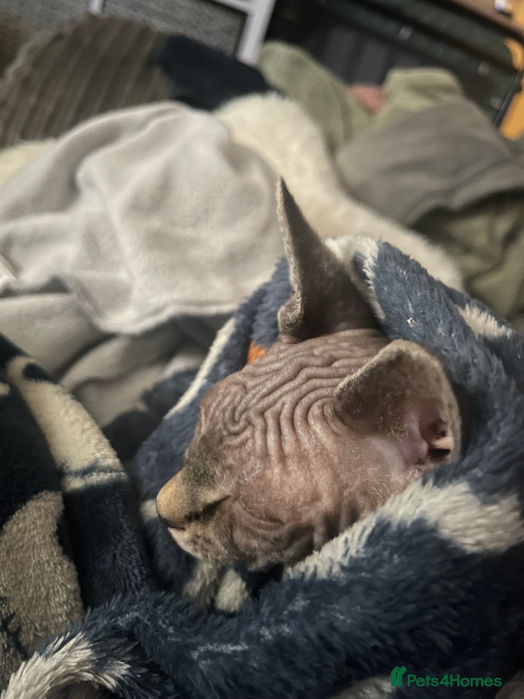 Sphynx cats for sale: Beautiful male sphynx cat - Image 7