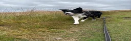 Border Collie dogs for sale: Reggie needing a forever home  - Advert 4