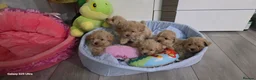 Maltipoo dogs for sale: Maltipoo F1 Toy - Advert 13
