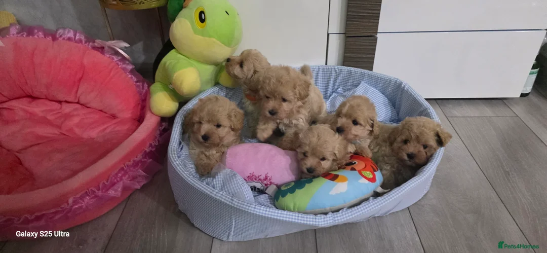 Maltipoo dogs for sale: Maltipoo F1 Toy - Advert 13