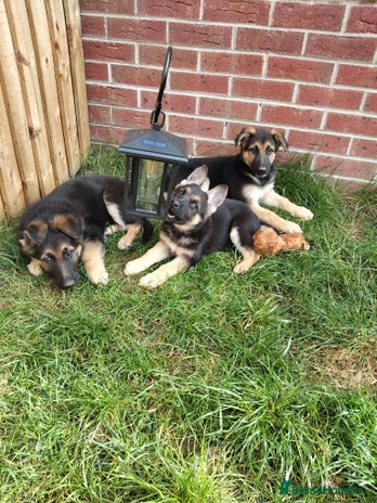 German German Shepherd puppies for sale | Pets4Homes