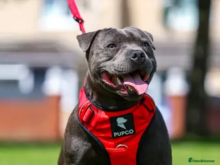 Staffordshire Bull Terrier dogs PROVEN Staffordshire bull terrier stud - Advert 9