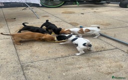 Jack Russell dogs for sale: Jack russsell puppy’s for sale small type - Image 9