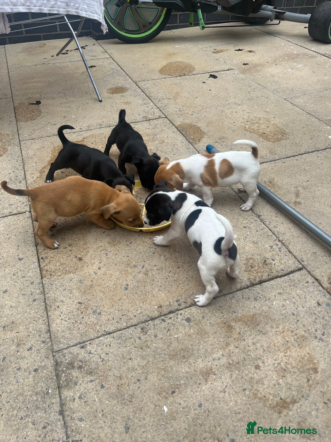 Jack Russell dogs for sale: Jack russsell puppy’s for sale small type - Image 9