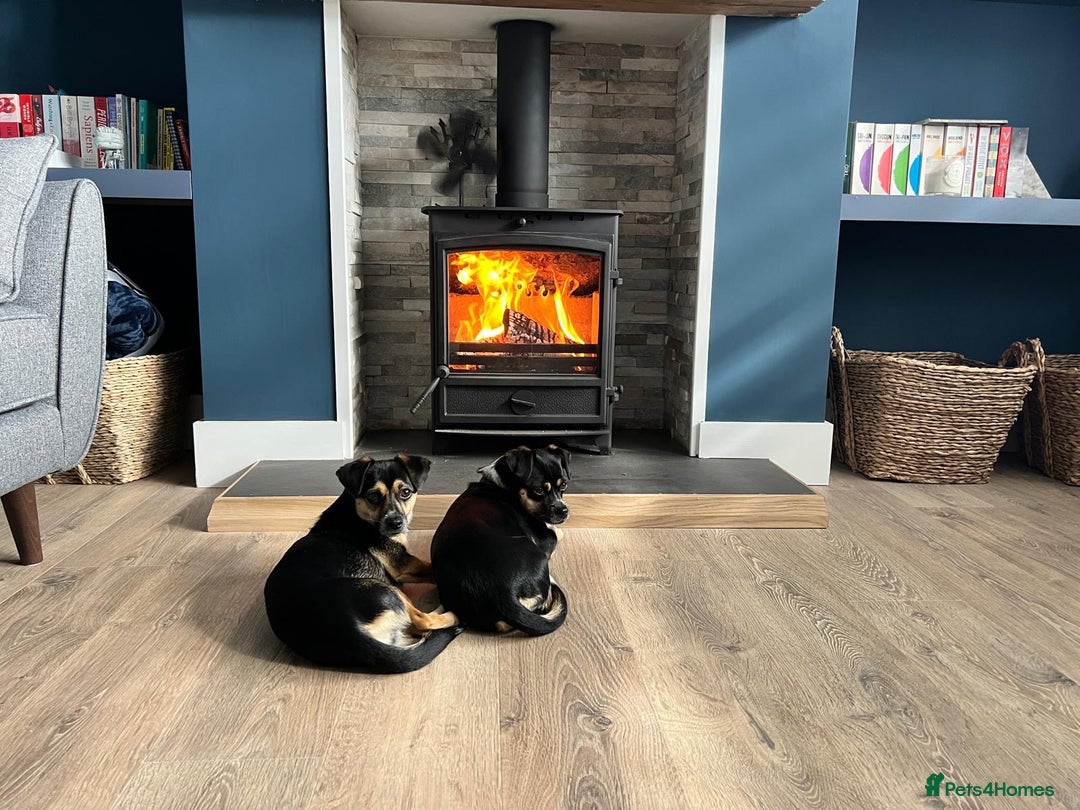 Mixed Breed dogs for adoption: Lolly and Poppy - Advert 9