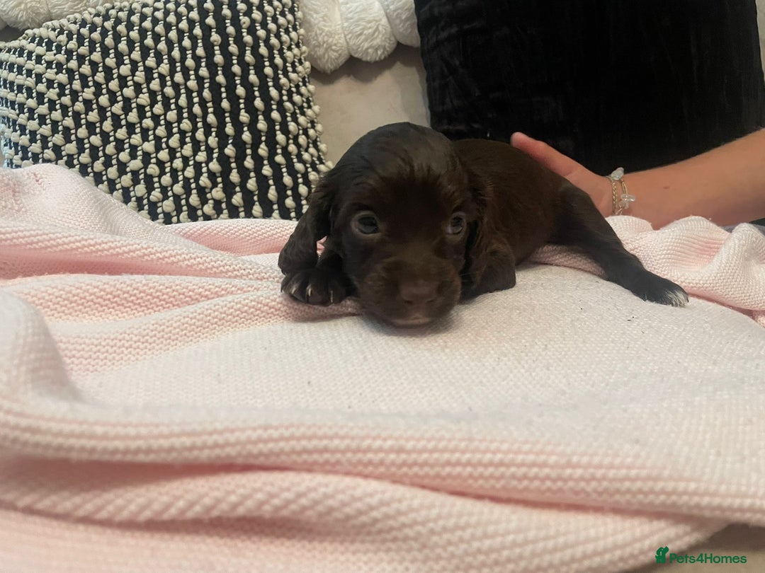 Cockapoo dogs for sale: 4 Stunning and Healthy cockapoos *2 girls 2boys* - Image 19