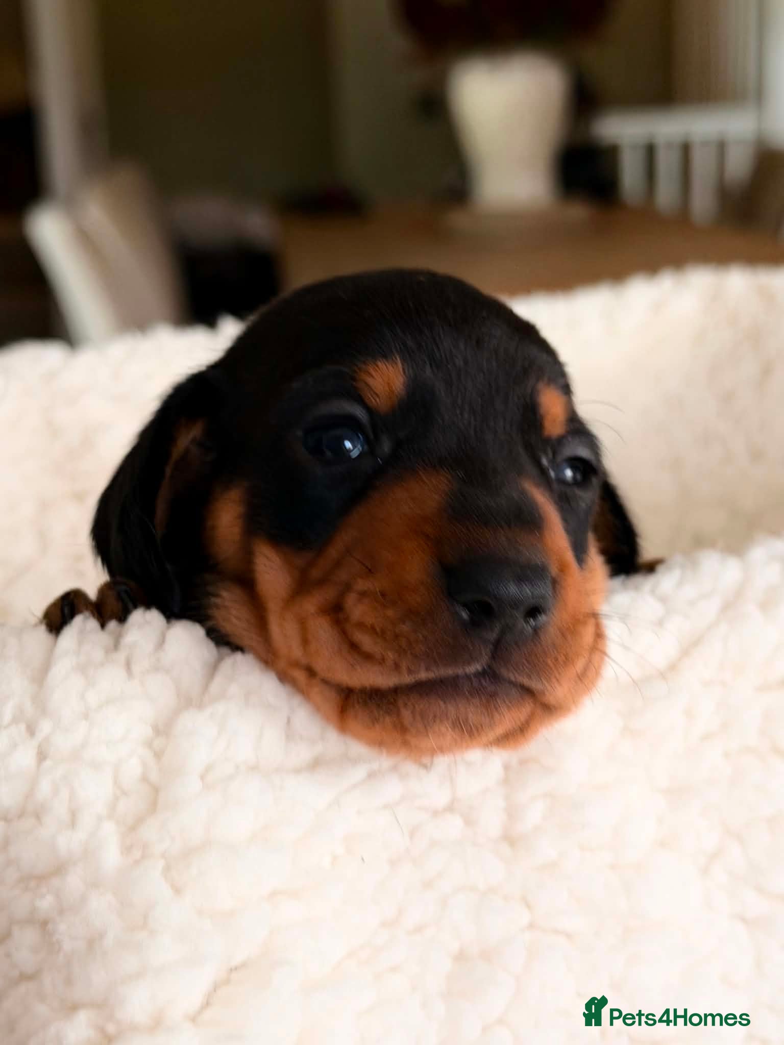 Miniature Dachshund dogs Stunning KC Registered Miniature Dachshund Puppies - Advert 2
