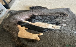 Cockapoo dogs for sale: Stunning Cockapoo Pupppies - Image 7