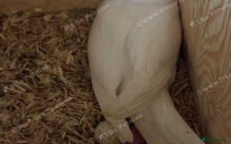 Ringnecks birds for sale: Proven Breeding pairs of ring necks - Image 6