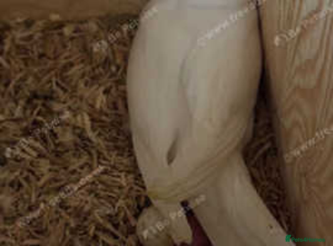 Ringnecks birds for sale: Proven Breeding pairs of ring necks - Image 6