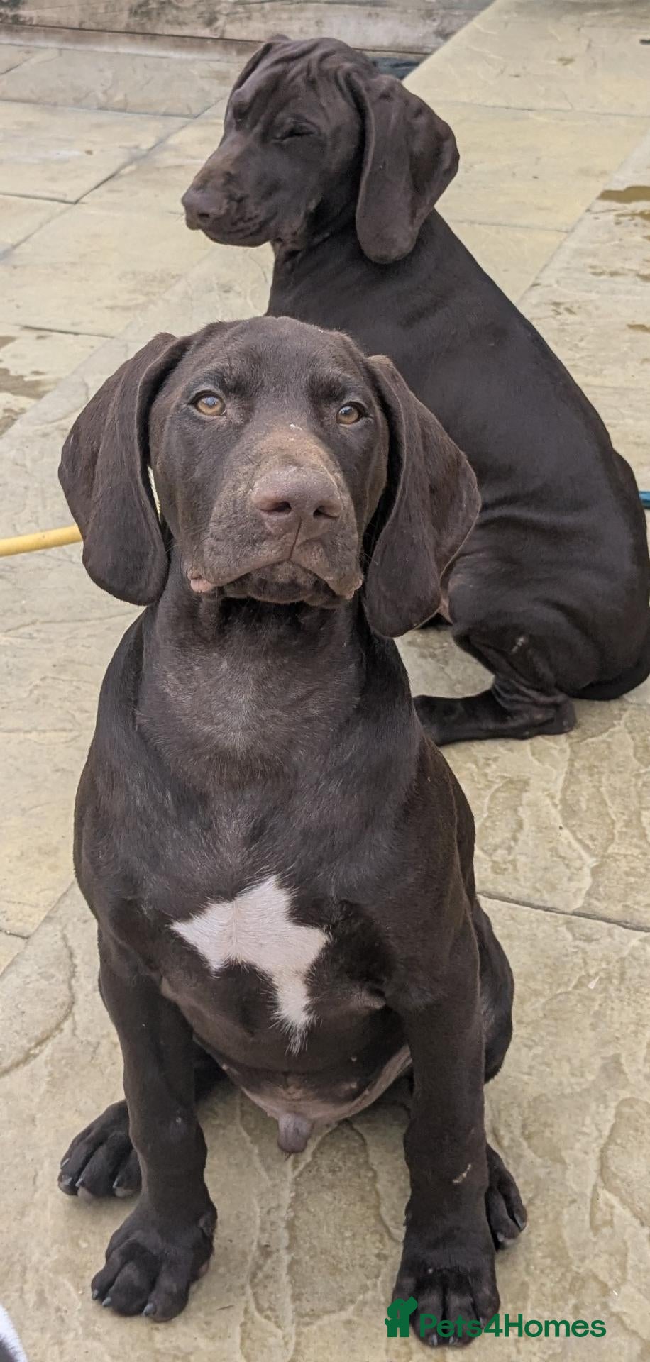 German Shorthaired Pointer dogs Beautiful German short haired pointer puppy's  - Advert 20