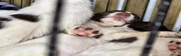 English Springer Spaniel dogs for sale: English springer spaniel puppies - Advert 10