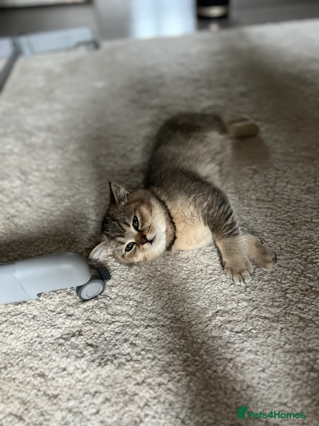 British Shorthair cats for sale: 4 Beautiful British Shorthair Kittens for Sale - Advert 9