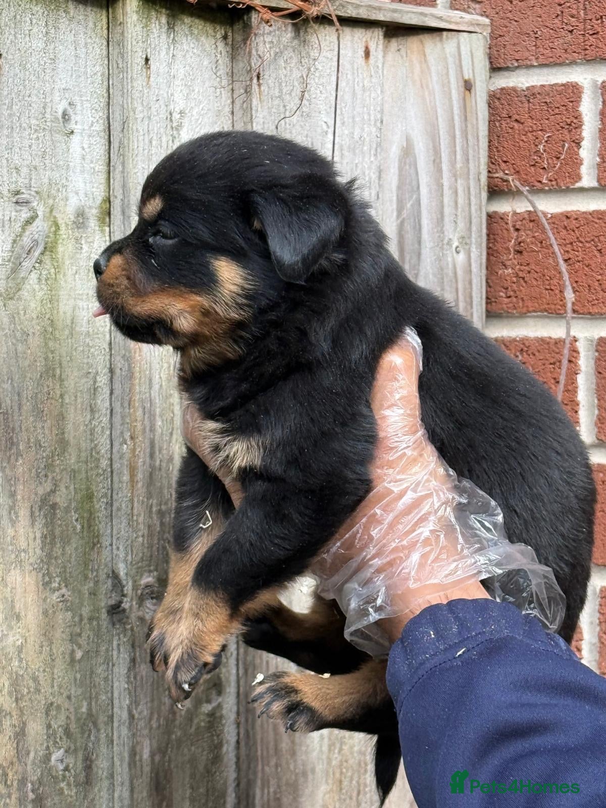 Rottweiler dogs Top quality kc reg Rottweiler pups german/serbian - Advert 2