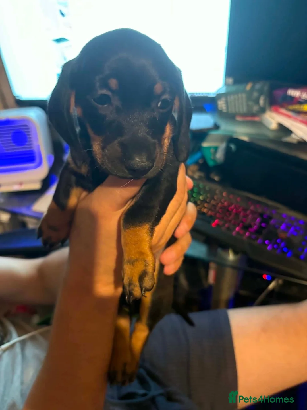 Dachshund dogs for sale: Beautiful black and tan Daschund puppies. - Advert 14