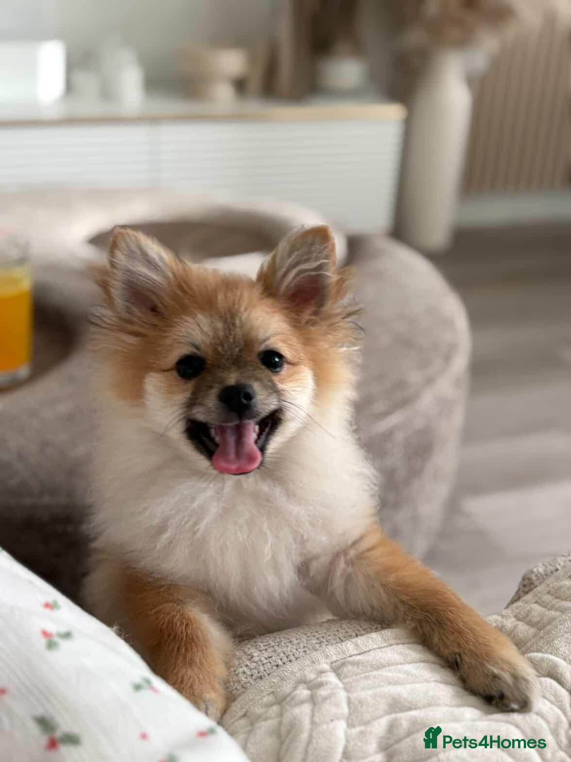 Pomeranian dogs Adorable Pomeranian boy  Available💫Coco - Advert 2