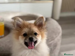 Pomeranian dogs Adorable Pomeranian boy Available💫Coco - Advert 2