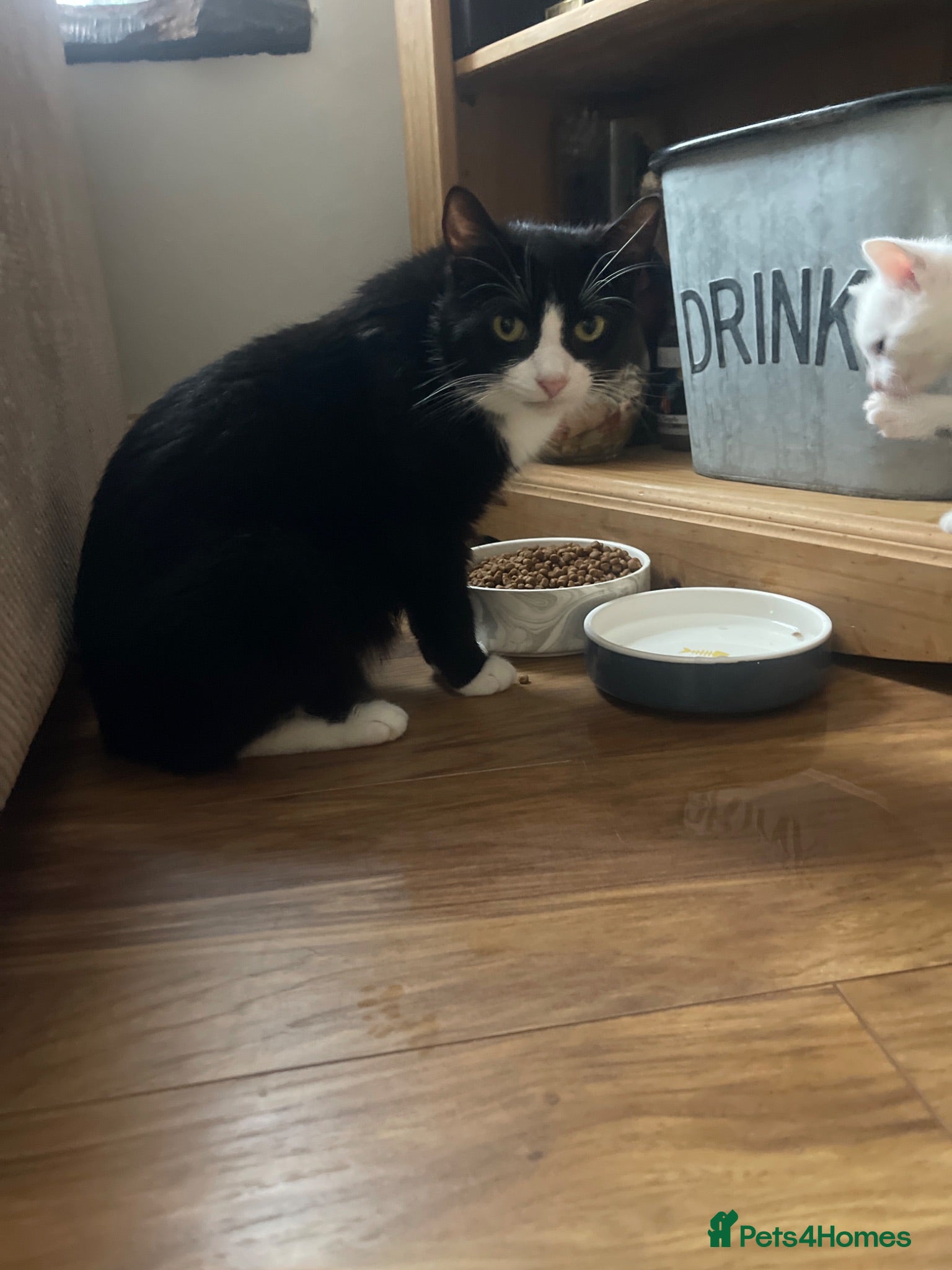 Mixed Breed cats Kittens for sale  - Advert 1