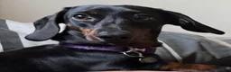Miniature Dachshund dogs for sale: KC Reg mini smooth dachshunds available - Advert 3
