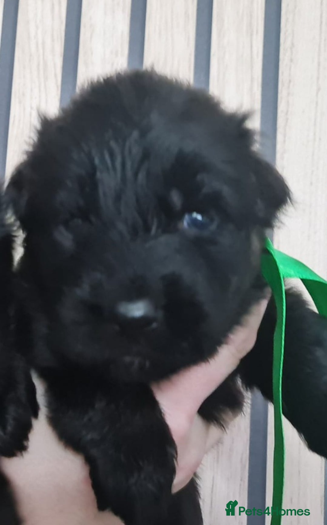 German Shepherd dogs for sale: KC, Top Quality Long Hair GSD Puppies  - Advert 24