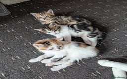 Domestic Shorthair cats for sale: two adorable kittens are looking for a home. - Image 1