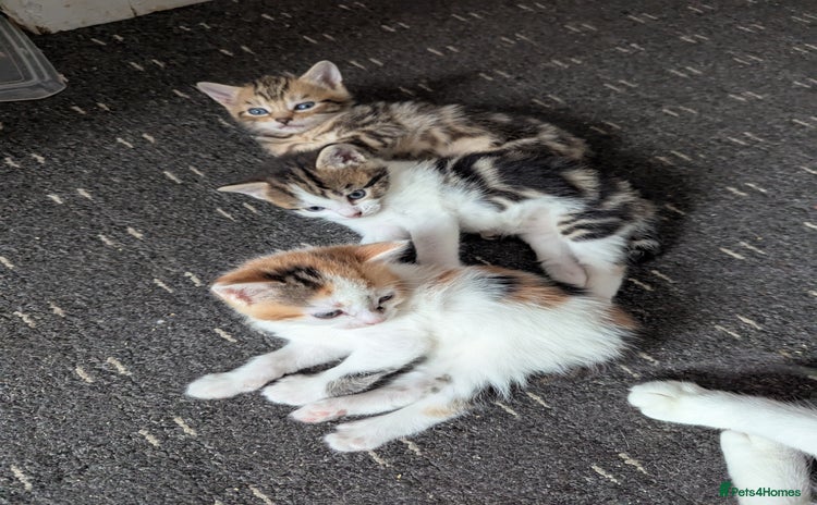 Domestic Shorthair cats - Advert 1