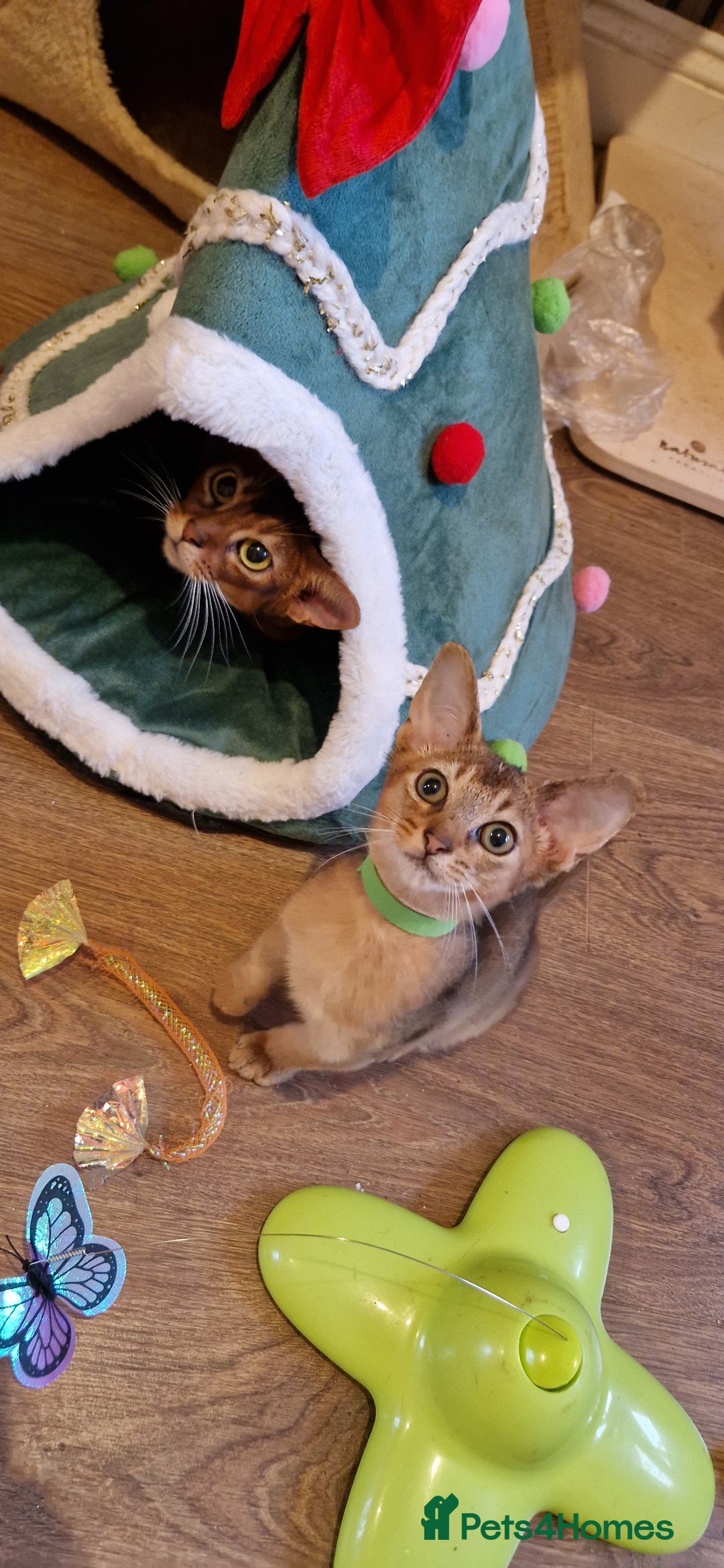 Abyssinian cats for sale: Pure Abyssian kittens ❤️ - Advert 32