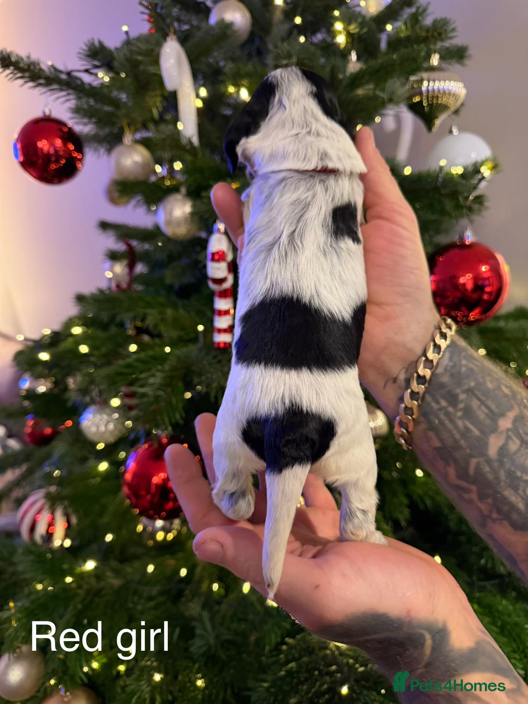 Cocker Spaniel dogs for sale: KC registered show type cocker spaniel  - Advert 2