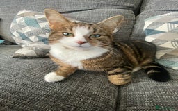 Mixed Breed cats for sale: Female cat forsale  - Image 1
