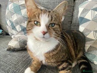 Mixed Breed cats for sale - Advert 1