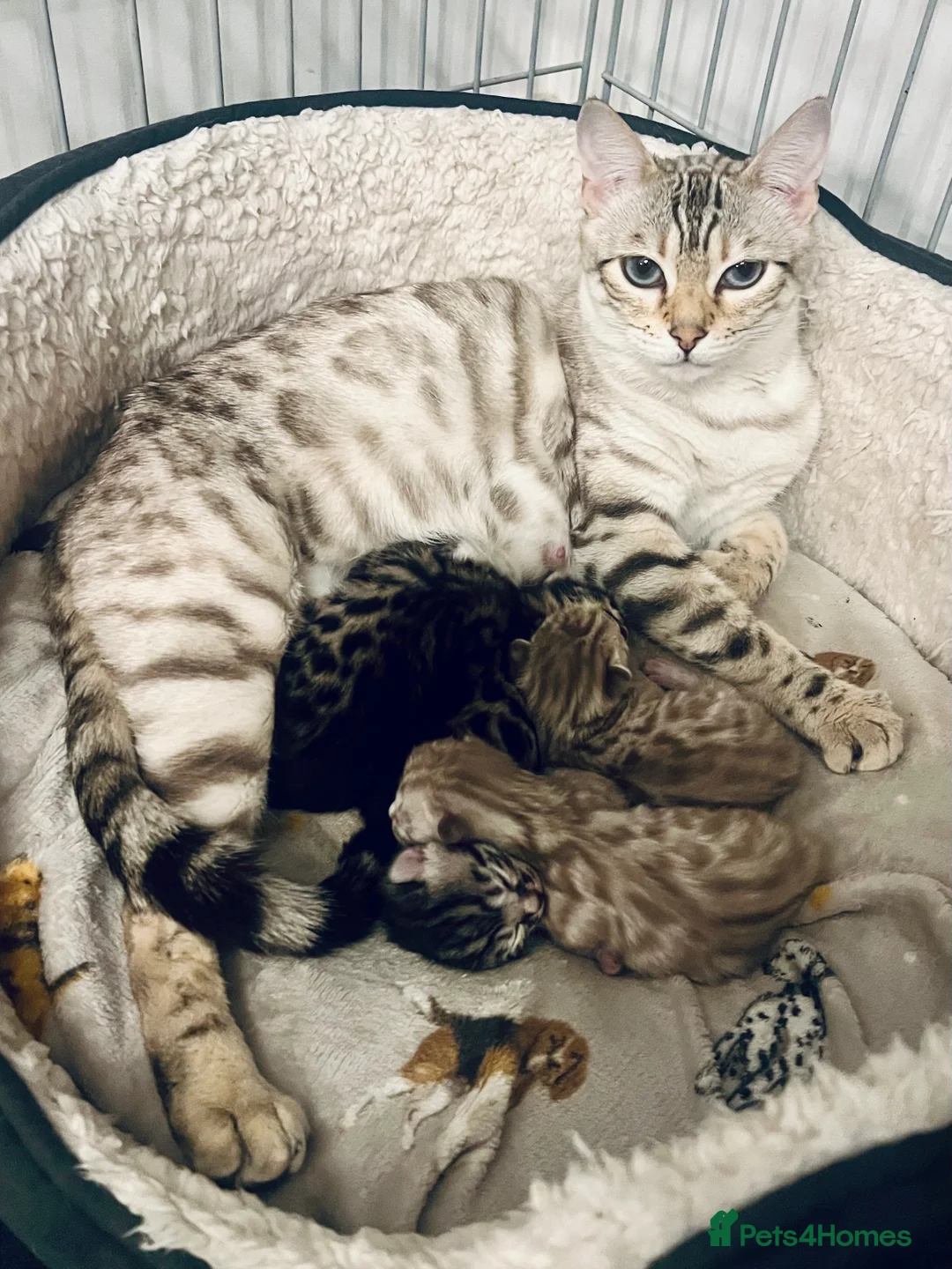 Bengal cats for sale: Top Pedigree Bengal Kittens - Advert 1