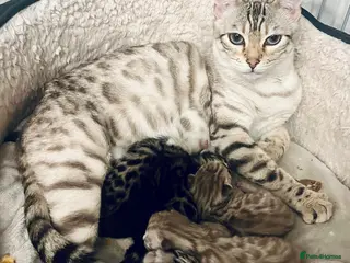 Bengal cats Top Pedigree Bengal Kittens - Advert 11