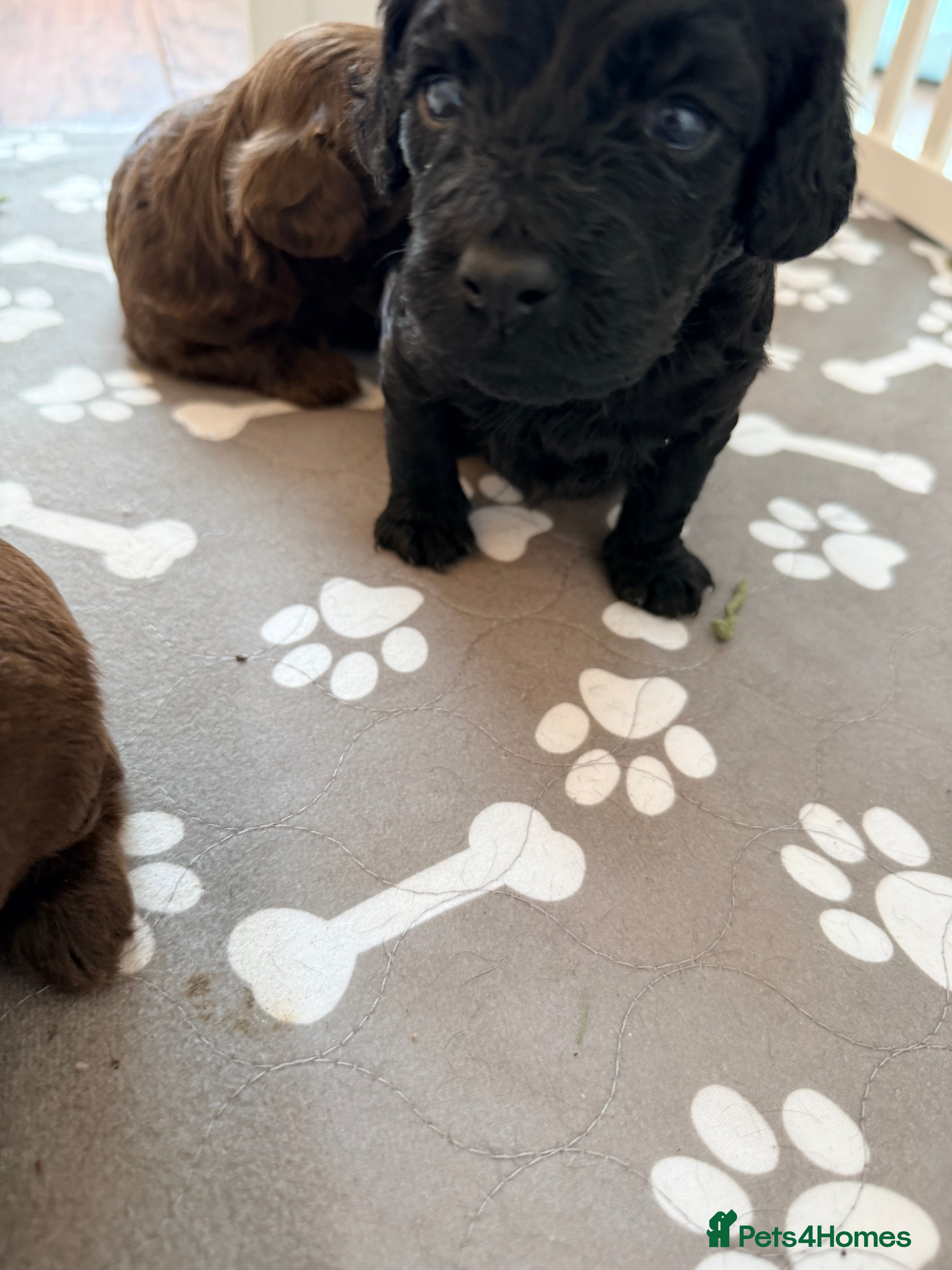 Mixed Breed dogs Chocolate Brown Cavapoo/Cockapoo pups - Advert 2