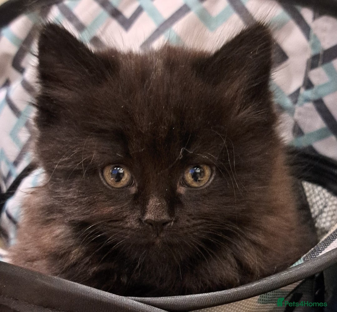 Mixed Breed cats for sale: Gorgeous Cross Kittens 🌟 - Advert 2